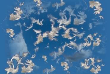 Pene in vant (2) - povestire cu talc