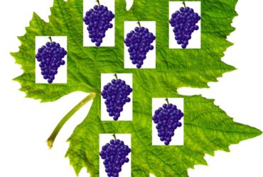 Vita de vie - fisa de prezenta