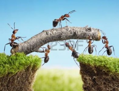 10355173-equipo-de-hormigas-construir-puente-con-registro-trabajo-en-equipo