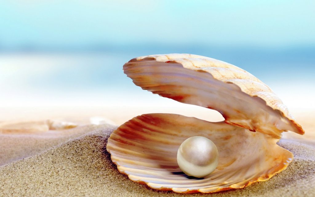 Seashell-Perl-Beach-Shore