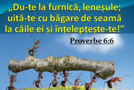 Verset - Proverbe 6.6