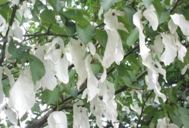 Batista din copac - ,,Dumnezeu este dragoste'' - povestire