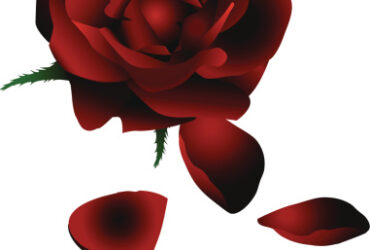 Trandafirul- idee de Valentine's Day