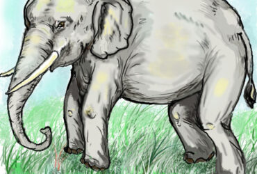 Patru orbi şi un elefant