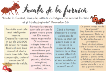 Învață de la furnică – despre hărnicie